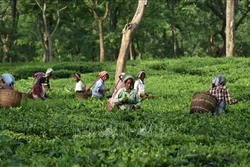 Trà Assam đặc sản lập kỷ lục thế giới với giá bán hơn 1.000 USD/kg