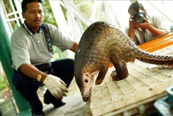 Giới chuyên gia cảnh báo nguy cơ các đại dịch xuất phát từ động vật