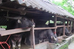 Đinh Văn Chế - Bí thư Chi bộ người H’re đi đầu trong phát triển kinh tế