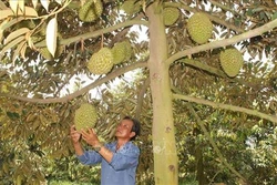 Huyện Nghĩa Hành phát triển mô hình vườn cây ăn quả