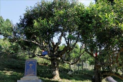 Tuần Văn hóa - Du lịch Mường Lò: Lễ hội tôn vinh cây chè tổ