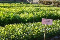 Hơn 100.000 ha rừng tại Nghệ An được giao cho dân