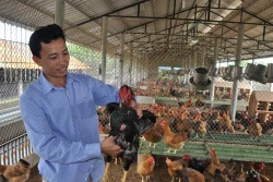 Hải Dương sản xuất gà giống lai chọi thu tiền tỷ