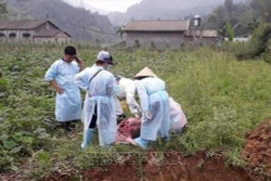 Xuất hiện 11 ổ dịch tả lợn châu Phi tại Cao Bằng