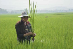An Giang hướng dẫn nông dân xử lý dịch hại ảnh hưởng đến năng suất lúa