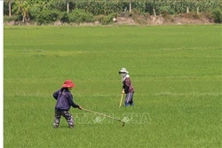 Phòng trừ sâu bệnh gây hại lúa Chiêm Xuân