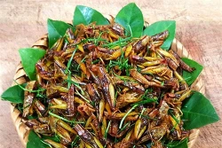 Châu chấu rang mùa gặt, món ngon của làng quê Bắc Bộ