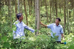 Thanh Hoá trồng rừng FSC giúp người dân miền núi giảm nghèo