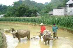 Tết "Khoăn vài" - Tết “tạ ơn” trâu, bò