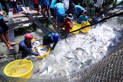 Thành công từ các chuỗi liên kết trong lĩnh vực nông nghiệp