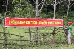 Quảng Trị phát hiện hơn 100 con lợn bị lở mồm long móng