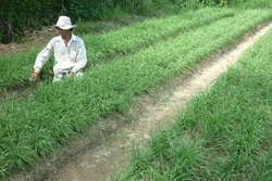 Kỹ thuật trồng và bón phân cho cây hẹ