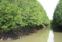 Kỹ thuật trồng cây đước ở rừng ngập mặn