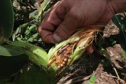 Xuất hiện sâu keo mùa thu phá hoại cây ngô ở Kon Tum