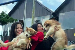 Du khách thích thú mô hình cà phê thú cưng ở Đắk Lắk