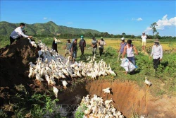Đắk Lắk tiêu hủy 2.500 con vịt bị cúm A/H5N6