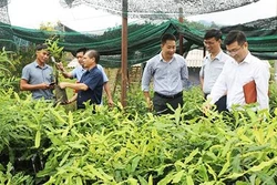 Hỗ trợ 1.000 cây mắc-ca giống cho huyện Nậm Pồ