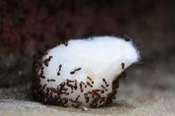 Mẹo đuổi kiến cực sạch trẻ con cũng làm được