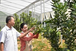 Đà Nẵng: Hiệu quả từ chương trình nông thôn miền núi