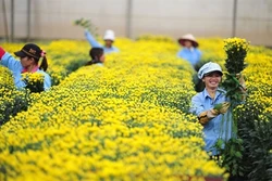 Mưa, triều cường ảnh hưởng sản xuất vụ hoa kiểng Tết