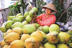 Cà Mau khôi phục và phát triển cây dừa