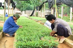 Yên Bái hoàn thành vượt chỉ tiêu kế hoạch trồng rừng năm 2017