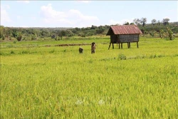 Gia Lai chủ động xây dựng các phương án ứng phó với mùa khô hạn