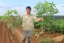 Bệnh khảm lá sắn “hoành hành” trên 1.000 ha ở Bình Phước