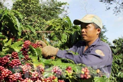Chế biến tinh cà phê ở Đắk Lắk vẫn còn nhiều hạn chế