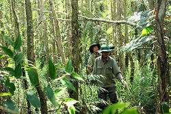 Gian nan giữ rừng mùa hạn, mặn