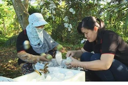 Sản lượng vú sữa xuất khẩu sang Hoa Kỳ tăng gấp ba lần