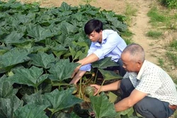 Hồi sinh nơi rốn lũ Sơn Lương