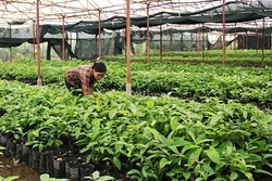 Giống bơ ghép… "cháy" hàng!