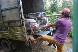 Quảng Ninh ngăn chặn nguy cơ xâm nhiễm bệnh dịch tả lợn châu Phi