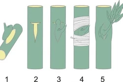 Kỹ thuật chiết và ghép nhân giống sầu riêng