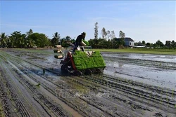 Đồng Tháp tăng hiệu quả sản xuất từ giống lúa chất lượng cao