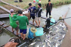 Ứng dụng công nghệ nuôi cá tra chất lượng cao ở Đồng bằng sông Cửu Long