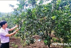 Hơn 70 tỷ đồng phát triển vùng trồng cam và trồng cây dược liệu ở huyện Nam Đông