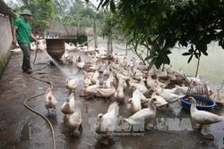 Kỹ thuật chăn nuôi ngan thịt chất lượng cao