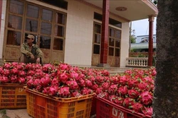 Thanh long rớt giá, ùn ứ không tiêu thụ được