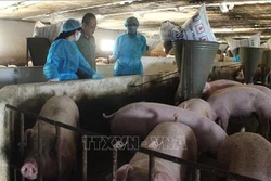 Trà Vinh khuyến khích liên kết, hợp tác trong đầu tư phát triển chăn nuôi