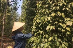 Bà Rịa -Vũng Tàu hỗ trợ nông dân phát triển các loại cây trồng chủ lực 