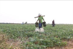 Chuyển đổi trên 3.500 ha lúa kém hiệu quả sang cây trồng khác