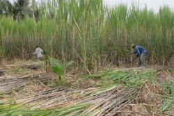 Vùng chuyên canh mía Cù Lao Dung tìm giải pháp phát triển bền vững