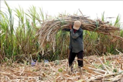 Nông dân Cù Lao Dung Sóc Trăng lao đao vì giá mía thấp kỷ lục