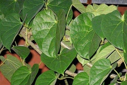 Giloy – Cây thuốc chữa ung thư hiệu quả
