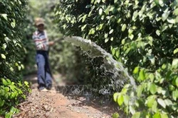 Nông dân Bình Phước gặp khó do tiêu mất mùa