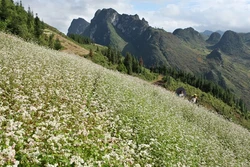 Lễ hội hoa Tam giác mạch Hà Giang