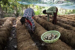 Người dân Khmer ở xã Ngọc Chúc, huyện Giồng Riềng thu hoạch nấm rơm. Ảnh: Hồng Đạt - TTXVN 