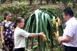 Chị Nguyễn Thị Tình (thứ hai, từ trái sang) tại thôn Làng Chiềng, xã Yên Phú, huyện Hàm Yên (Tuyên Quang) nhờ vốn vay ưu đãi trồng thanh long mang lại hiệu quả kinh tế. Ảnh: TTXVN phát